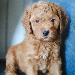 Goldie - Red  female Poodle puppy in Laveen, Arizona from Nystrom Clan Pups