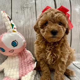 Elsa - Apricot female Aussiedoodle puppy in Idabel, Oklahoma from Kay Kay’s Poodles & Doodles