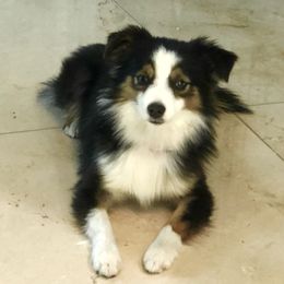 Charlie - Miniature American Shepherd