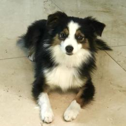 Charlie - Miniature American Shepherd