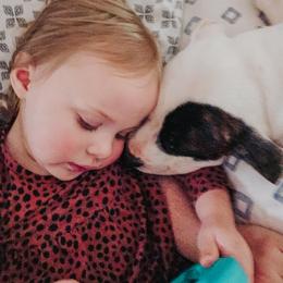 American Bulldog Puppies from Valor American Bulldogs