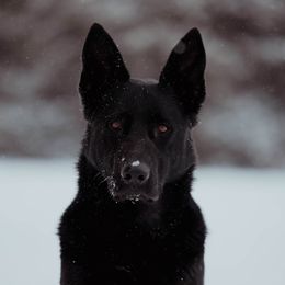 Bria - German Shepherd