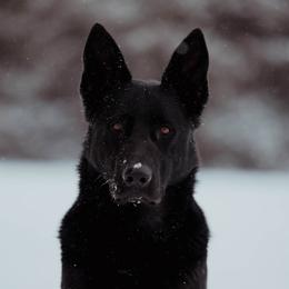 Bria - German Shepherd