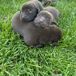 Labrador Retriever Puppies from Little River Labradors
