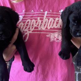 Boy 6 - Black male Labrador Retriever puppy in Seymour, Tennessee from Pride of the Southland Labs