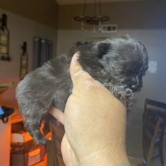 French Bulldog and Pomeranian Puppies from Chaos Central Valley Bulls