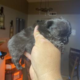 French Bulldog and Pomeranian Puppies from Chaos Central Valley Bulls