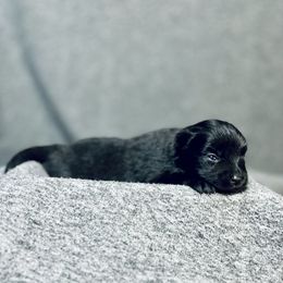 Pomeranian Puppies from Merle Paws Pomeranians