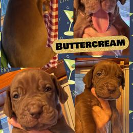 BUTTERCREAM - Chocolate female Great Dane puppy in Wellsville, New York from Prophecy Danes