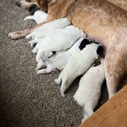 Australian Cattle Dog Puppies from Hudsons Australian Cattle Dogs
