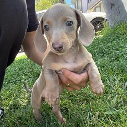 Marlon - Dapple male Dachshund puppy in Moreno Valley, California from rdachshunds