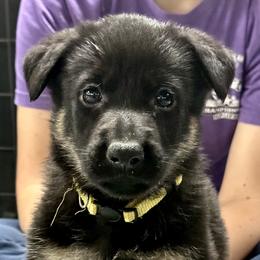 Girl 2 - Bi-color German Shepherd puppy in Terrell, Texas from Von Brodek Kennels