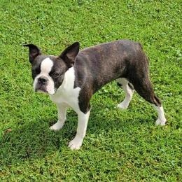 Ana - Boston Terrier