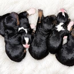 Peppermint Patty - Tri-color female Bernedoodle puppy in Lancaster, Missouri from Cavapoo Acres