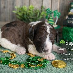 Sage-Gray collar - Merle male Saint Berdoodle puppy in Paw Paw, Michigan from ProAct Canines
