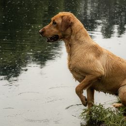 Labrador Retriever All Grown Up from Dan Roehl