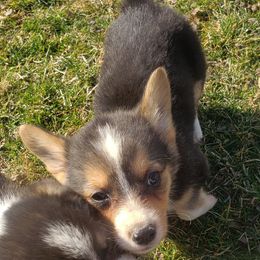 American Corgi Puppies from PBJ Corgis