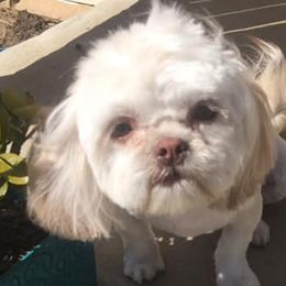 Tia - Shih Tzu