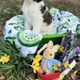 Bernedoodle Puppies from Doodles & Spice