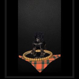 Atlas - Phantom Poodle puppy in Maryville, Missouri from Paw Print Poodles