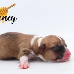 Honey - Sable female Pembroke Welsh Corgi puppy in Star City, Arkansas from Say When Corgi Co.