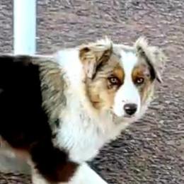 Miniature Australian Shepherds and Toy Australian Shepherds from Halfpint Aussies