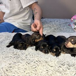 Dachshund Puppies from Once Upon a Mini Dachshund