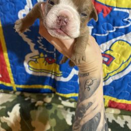 Dozier - Fawn and white male Bulldog puppy in Topeka, Kansas from Midwest Monster Made Bulldogs