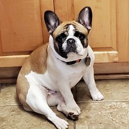 Moon Pie - French Bulldog