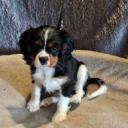 Theodore - Tri-color male Cavalier King Charles Spaniel puppy in Simi Valley, California from Above All Else Love