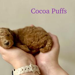 Cocoa Puffs - Red  female Goldendoodle puppy in Taylorsville, North Carolina from Heartfelt Doodles
