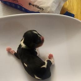 Cesara - Tri-color female Cavalier King Charles Spaniel puppy in Albany, Oregon from Hit Parade Cavaliers