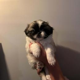 Ivy - Black and tan female Pekingese puppy in Brown City, Michigan from Sweet Pekes