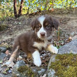 Mary-Ann - Red tri-color female Australian Shepherd puppy in Grants Pass, Oregon from Carmel Mountain Aussies