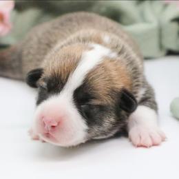 Briar - Red male Pembroke Welsh Corgi puppy in Plains, Montana from Diamond Corgis