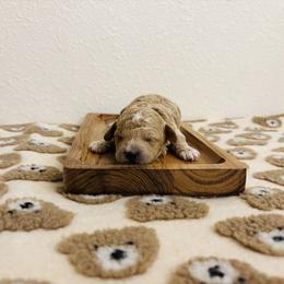 Cavapoo, Cockapoo, Goldendoodle, and Maltipoo Puppies from Perdue Puppies