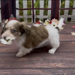 Shaded Cream Piebald Longhair Female - Cream female Dachshund puppy in Killeen, Texas from Southern Dachshunds