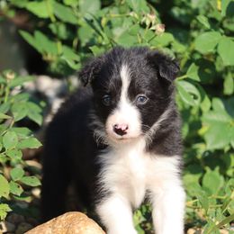 Juleka - Black female Border Collie puppy in Tiskilwa, Illinois from First Harmony Farms