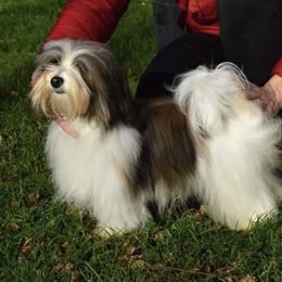 Sam - Havanese