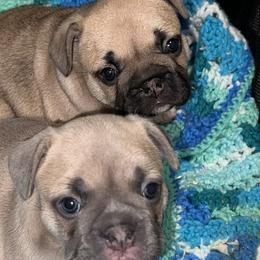 French Bulldogs from Kingdom Cubz Kennel