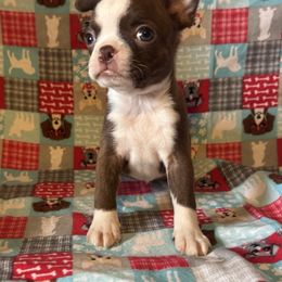 Reba - Seal and white female Boston Terrier puppy in Wellington, Ohio from Twist of Faith Farms