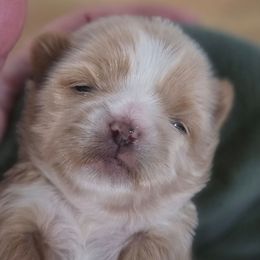 Princess Peach - Cream and white female Shih Tzu puppy in Waynesboro, Pennsylvania from Big Win Shih Tzus