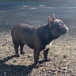 French Bulldog puppies from Dejah Bleu Bulldogs
