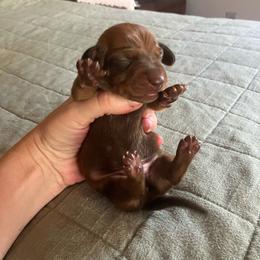 Red - Red male Dachshund puppy in Brave, Pennsylvania from Maple Moon Mini Dachshunds