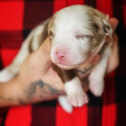 Quill (full tail) - Red merle male Miniature American Shepherd puppy in Battle Ground, Washington from Casita Miniature American Shepherds
