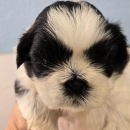 Flash - Black and white male Shih Tzu puppy in Carthage, Missouri from Cooley's Cuddle Pups