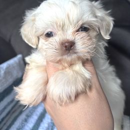Blue - Cream and white male Shih Tzu puppy in Lakeland, Florida from Sunshine Shih Tzus