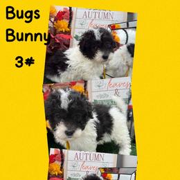 Bugs Bunny - Parti male Maltipoo puppy in Wayland, New York from Loris Pampered Pooches💕