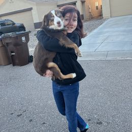 Leo - Miniature Australian Shepherd