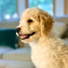 Vespa - Parti female Goldendoodle puppy in Dayton, Ohio from Perks Court Doodles